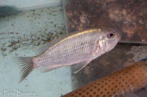 Tropheops sp. 'weed' Itungi